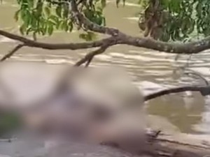 Mayat Pria Ditemukan Tersangkut di Batang Pohon Musi Rawas