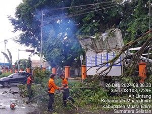 Pohon Tumbang di Muara Enim Akibatkan Jaringan Listrik Padam
