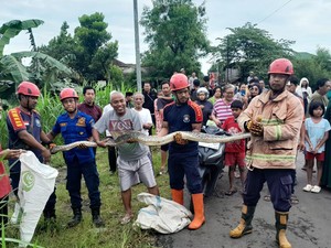 Mak Tratap! Ular Sanca 3 Meter Ditemukan Sembunyi di Gorong-gorong