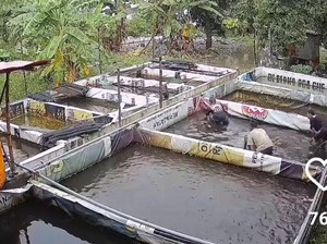 Aksi Lucu 4 Pemuda Sidoarjo Curi Ikan Lele Layaknya Kolamnya Sendiri