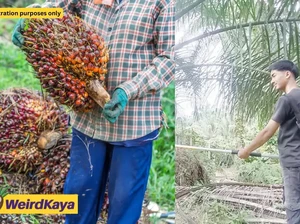 Kisah Pemuda 20 Tahun Sukses jadi Petani Kelapa Sawit Gaji Rp 25 Juta