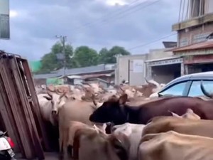 Kaget Dengar Sirene Damkar, Gerombolan Sapi Seruduk Mobil-Motor di Makassar