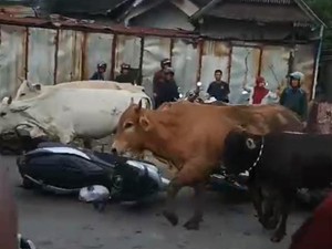 Kronologi Gerombolan Sapi di Antang Makassar Masuk Jalanan-Seruduk Kendaraan
