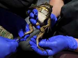 Video: Di Ghana Ada Hotel untuk Katak