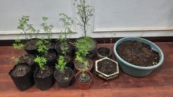 Aksi Nekat Lansia Malang Tanam Ganja di Rumah Berbuah Penjara