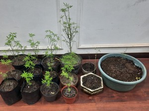 Aksi Nekat Lansia Malang Tanam Ganja di Rumah Berbuah Penjara
