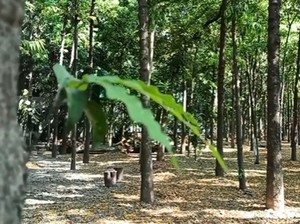 Wisata Edukasi Hutan Kota Kraksaan Probolinggo, Ada Apa Saja?