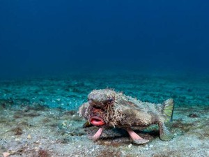 8 Ikan Paling Aneh di Dunia, Ada yang Kepalanya Transparan