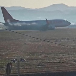 Pesan Terakhir Penumpang Jeju Air: Burung Tersangkut di Sayap
