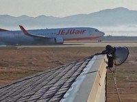 Ahli Pertanyakan Bagaimana Burung Buat Kecelakaan Pesawat Jeju Air