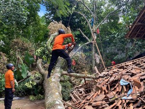 Pohon Tumbang Imbas Angin Kencang Timpa Rumah Warga di Jonggol Bogor