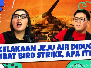 Kecelakaan Jeju Air Diduga Akibat Bird Strike, Apa itu?