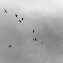 5 Burung Paling Berbahaya di Dunia: Dari Papua hingga Afrika