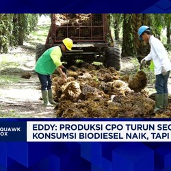 Video: Kilas Balik Industri Sawit RI di 2024