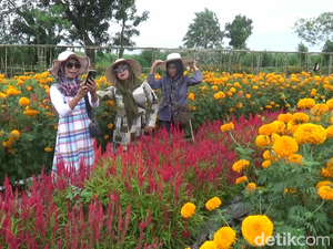 Asyiknya Wisata Petik Sayur dengan Pemandangan Ribuan Bunga Marigold