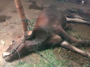 PMK Merebak di Mojokerto, 13 Sapi Mati