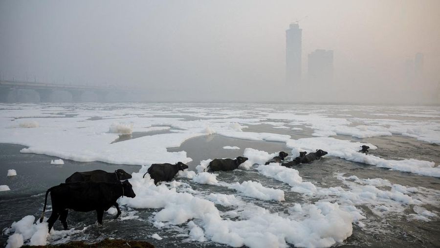 Cows and buffaloes wade into the polluted Yamuna river on a smoggy morning in New Delhi, India, November 5, 2024. REUTERS/Anushree Fadnavis        SEARCH "REUTERS BEST 2024" FOR THIS STORY. SEARCH "REUTERS YEAR-END" FOR ALL 2024 YEAR END GALLERIES.          TPX IMAGES OF THE DAY