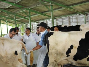 Langkah Pemprov Jatim Atasi Matinya Ratusan Sapi gegara PMK