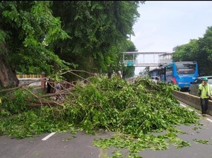 Pohon Tumbang Tutup Jalan di Jakpus, Lalin Dialihkan ke Jalur Transjakarta