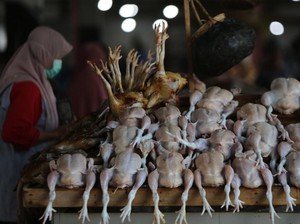 Harga Ayam Potong Hari Ini Masih Stabil di Kisaran Rp 34.000