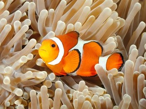 Ikan Nemo Bisa Menyusut Ukurannya Demi Bertahan Hidup, Ini Penyebabnya