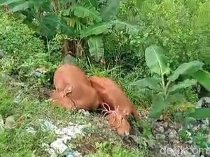 Viral 2 Bangkai Sapi Dibuang di Pinggir Jalan, Ini Kata DKPP Sumenep