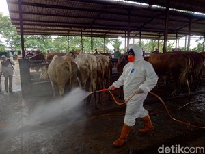 PMK Merebak di Winong dan Jakenan Pati, 125 Sapi Terjangkit-20 Mati