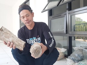 Fosil Gajah Stegodon Ditemukan di Kudus, Usianya Diduga Jutaan Tahun!