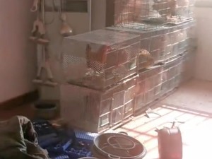 Dua Tahun Ditinggal, Pemilik Kaget Apartemennya Berubah Jadi Peternakan Ayam!