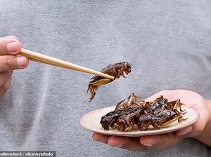Berani Coba? 5 Hewan Beracun Ini Ternyata Juga Dimakan