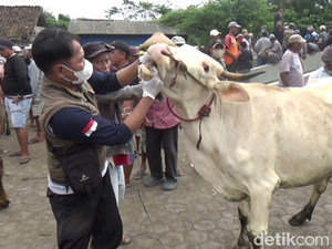900 Ekor Sapi di Lumajang Terjangkit PMK, 70 Ekor Mati
