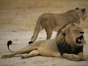 Studi Ungkap Jenis Auman Baru Singa Afrika, Seperti Apa Suaranya?