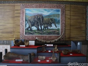 Tambah Koleksi Fosil Stegodon, Museum Patiayam Kudus Masih Gratis