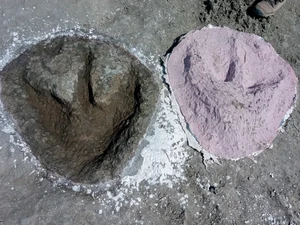 Pekerja Tambang Temukan Jalan Raya Dinosaurus Berusia Ratusan Juta Tahun