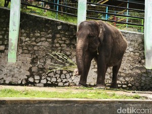 3 Fakta Kondisi Gajah di Taman Satwa Waduk Gajah Mungkur yang Kini Disorot