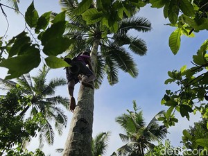 Kalender Jawa Selasa legi 30 Desember 2025: Jangan Memanjat Dulu!