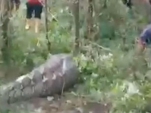 Kronologi Warga di Luwu Lacak Sapi Hilang di Perut Ular Piton Pakai Anjing