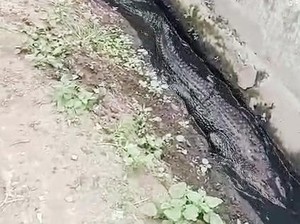 Horor! Buaya Berkeliaran di Got Permukiman Warga Karawang