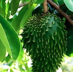 10 Manfaat Daun Sirsak untuk Kesehatan Tubuh dan Cara Mengonsumsinya