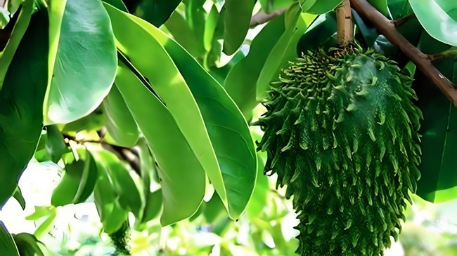 3 Tanaman Murah Meriah di RI Ternyata Efektif Hambat Sel Kanker