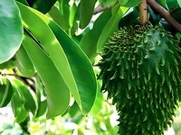 10 Manfaat Rebusan Daun Sirsak untuk Kesehatan, Begini Caranya