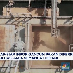 Video : Impor Gandum Pakan Bakal Diperketat, Jaga Semangat Petani