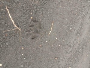 Misteri Jejak Hewan di Alas Grempeng Gunungkidul, Tapak Macan Loreng?