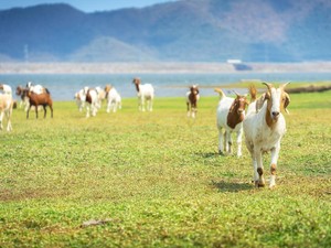 Aturan Baru! Mallorca Larang Turis Beri Makan Kambing Liar