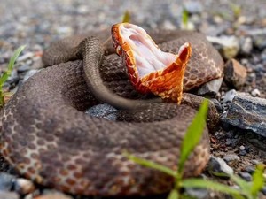 Ular Ini Punya Racun Kuat dan Mata Mirip Kucing, Perkenalkan Cottonmouth