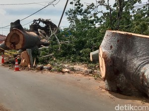 Penampakan Pohon Raksasa Berusia 4 Abad yang Tumbang di Indramayu