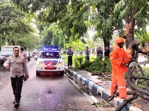 Pohon Sono di Sedati Sidoarjo Tumbang Timpa Pemotor