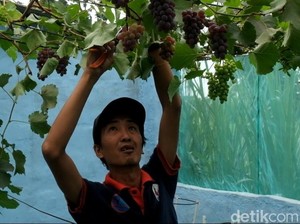 Upaya Hasbullah Ingin Kembalikan Predikat Probolinggo Sebagai Kota Anggur