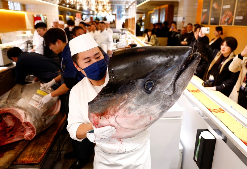 Seekor tuna sirip biru seberat 276 kilogram yang dilelang seharga 207 juta yen Jepang (sekitar 1,3 juta dolar AS), yang dibeli bersama oleh operator restoran sushi Onodera Group dan pedagang grosir Yamayuki, dibawa ke restoran sushi Onodera setelah pelelangan tuna pertama Tahun Baru di Tokyo, Jepang, 5 Januari 2025. Seekor tuna sirip biru seberat 276 kilogram yang dilelang seharga 207 juta yen Jepang (sekitar 1,3 juta dolar AS), yang dibeli bersama oleh operator restoran sushi Onodera Group dan pedagang grosir Yamayuki, dibawa ke restoran sushi Onodera setelah pelelangan tuna pertama Tahun Baru di Tokyo, Jepang, 5 Januari 2025. (REUTERS/Issei Kato)