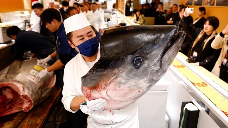 Seekor tuna sirip biru seberat 276 kilogram yang dilelang seharga 207 juta yen Jepang (sekitar 1,3 juta dolar AS), yang dibeli bersama oleh operator restoran sushi Onodera Group dan pedagang grosir Yamayuki, dibawa ke restoran sushi Onodera setelah pelelangan tuna pertama Tahun Baru di Tokyo, Jepang, 5 Januari 2025. (REUTERS/Issei Kato)